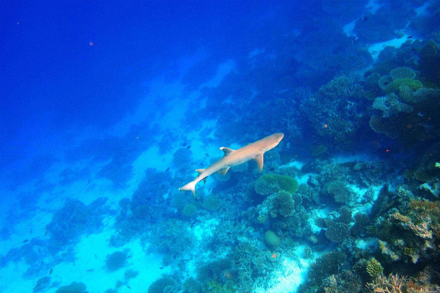 Explore the Underwater World